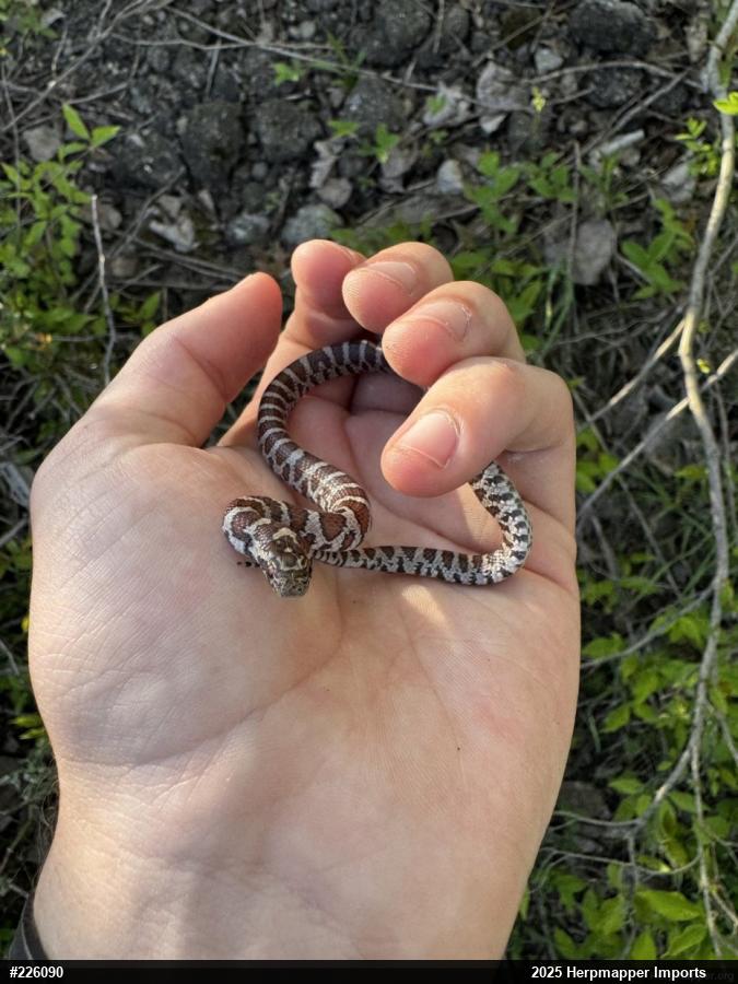 Eastern Milksnake