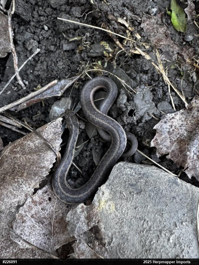 Eastern Gartersnake