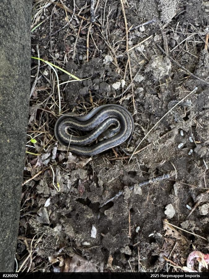 Eastern Gartersnake