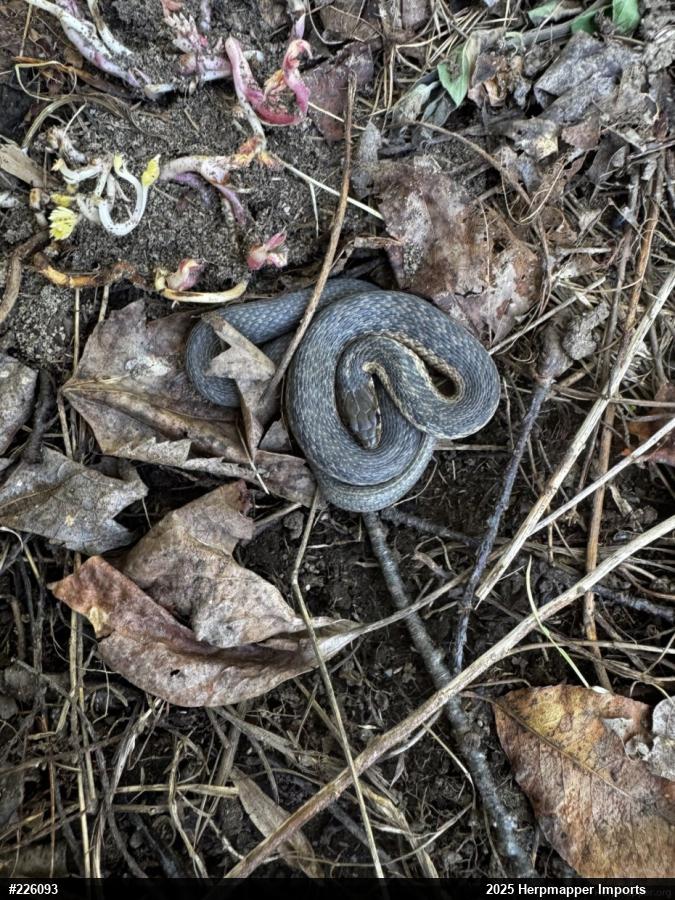 Eastern Gartersnake