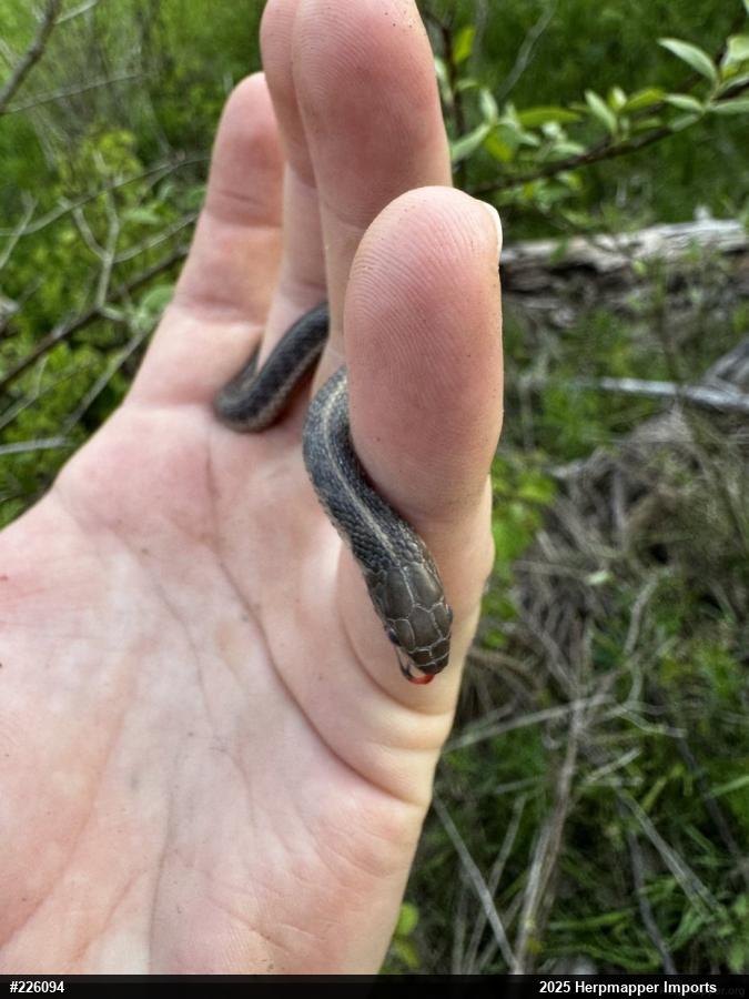 Eastern Gartersnake