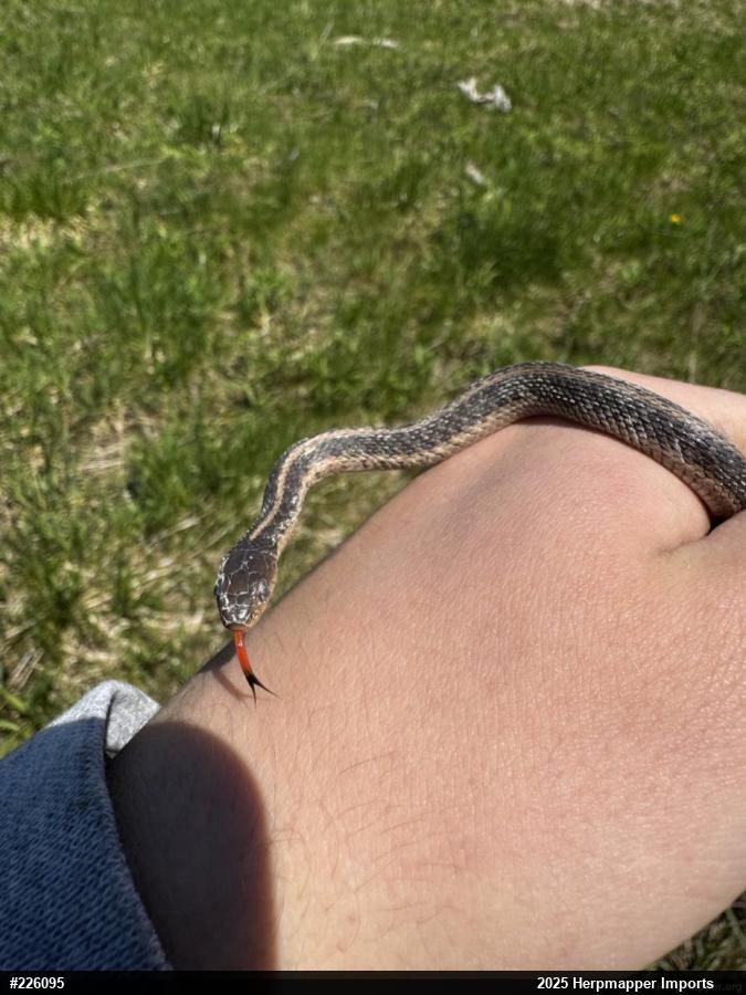 Eastern Gartersnake