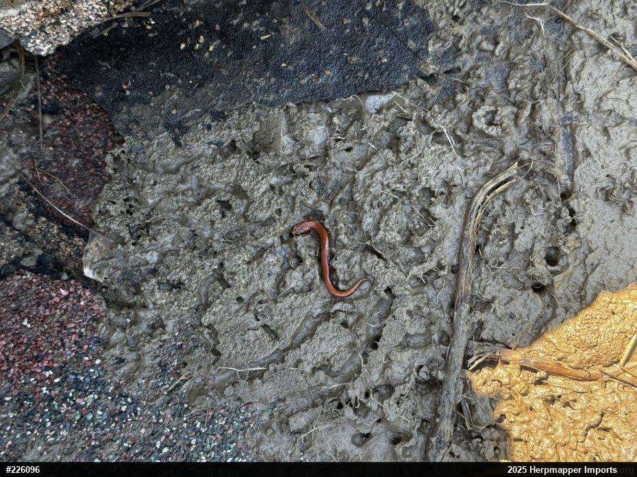 Eastern Red-backed  Salamander