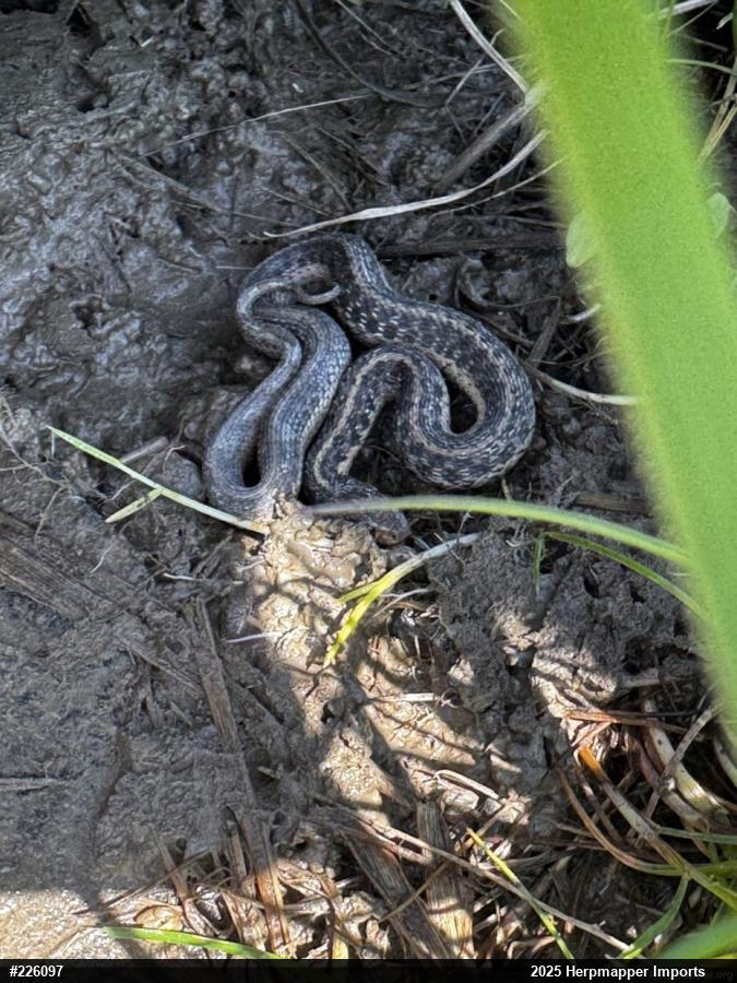 Eastern Gartersnake