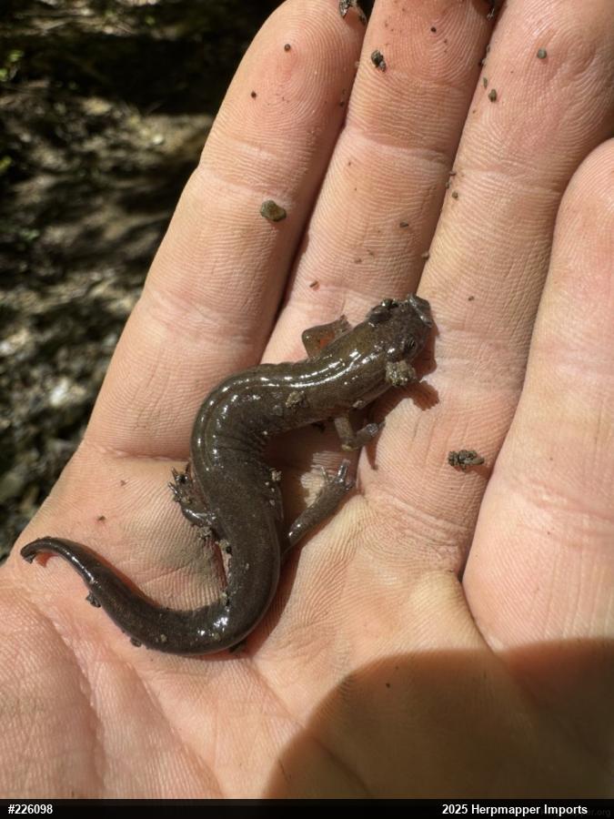 Northern Dusky Salamander