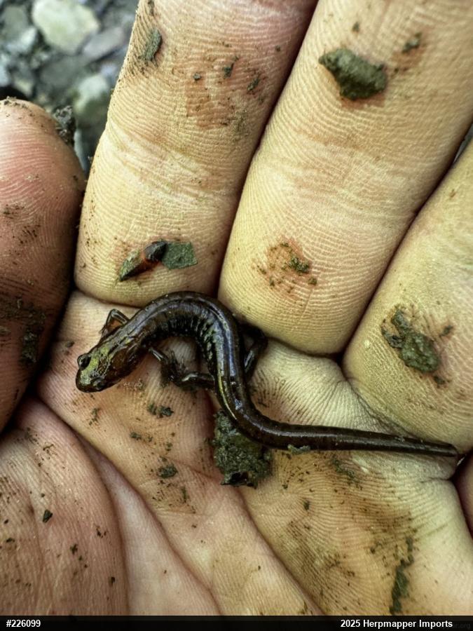 Allegheny Mountain Dusky Salamander