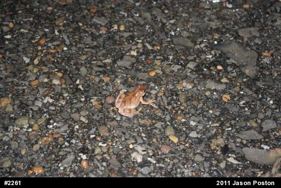 Spring Peeper