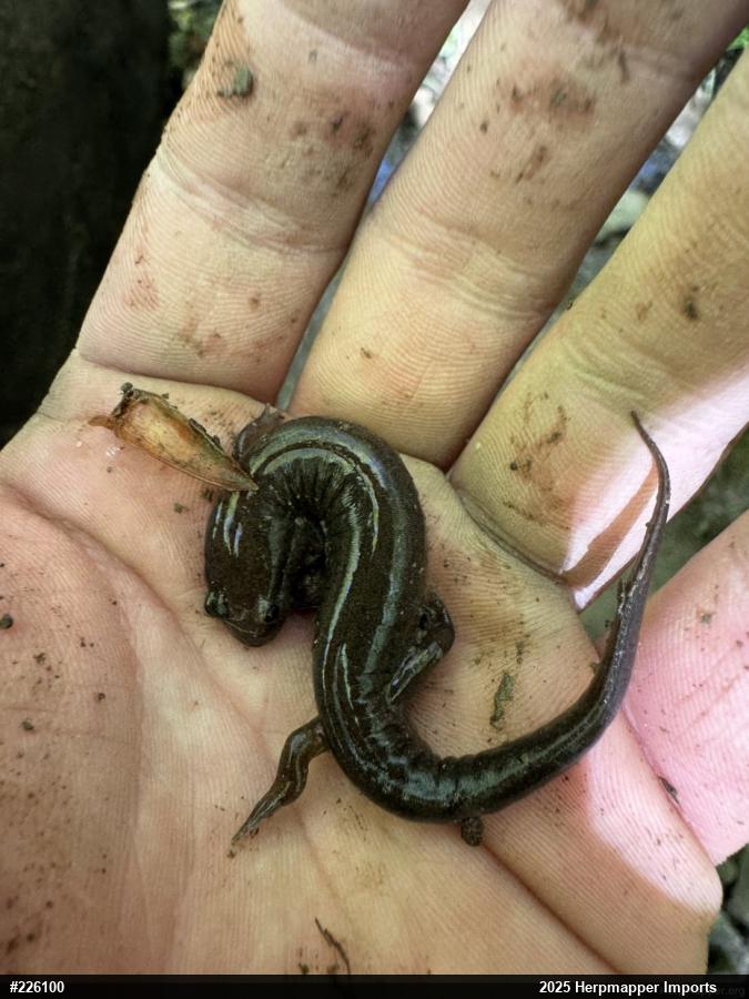 Northern Dusky Salamander