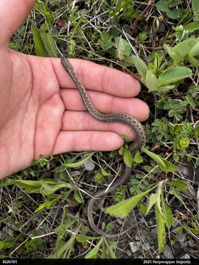Eastern Gartersnake