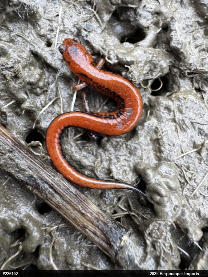 Eastern Red-backed  Salamander