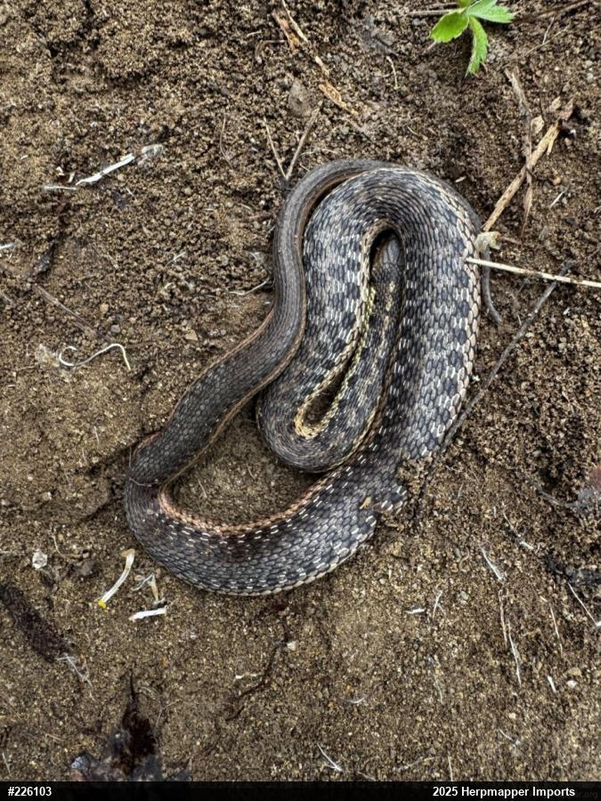 Eastern Gartersnake