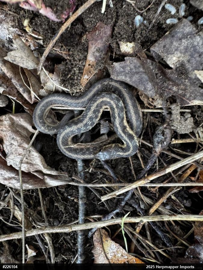 Eastern Gartersnake