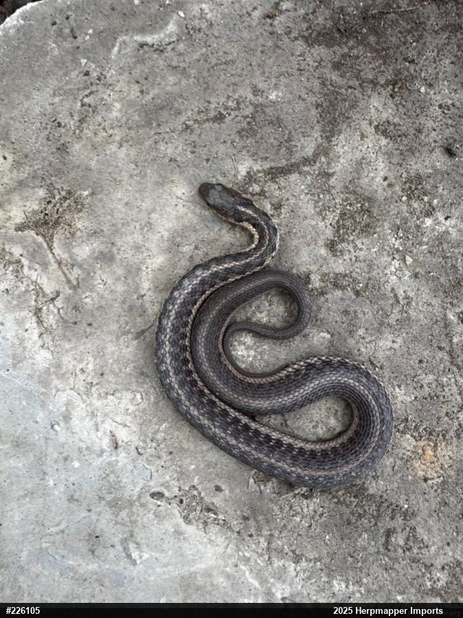 Eastern Gartersnake