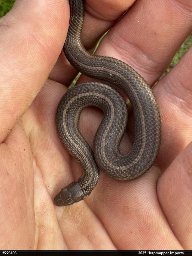 Shorthead Gartersnake