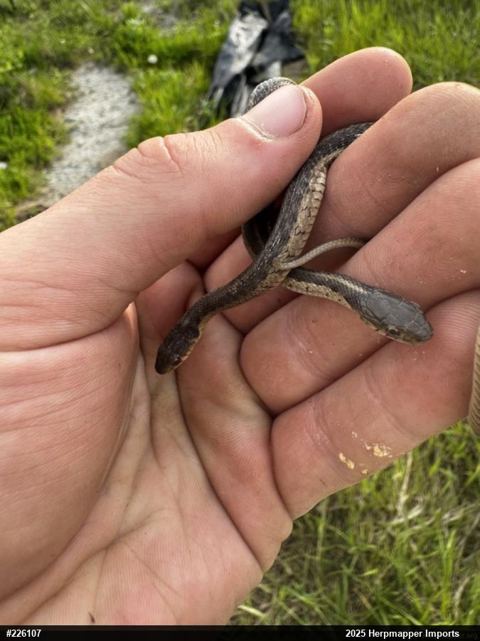Eastern Gartersnake