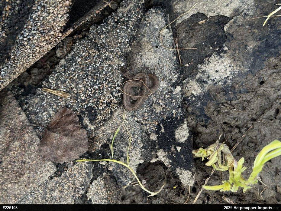 Dekay's Brownsnake