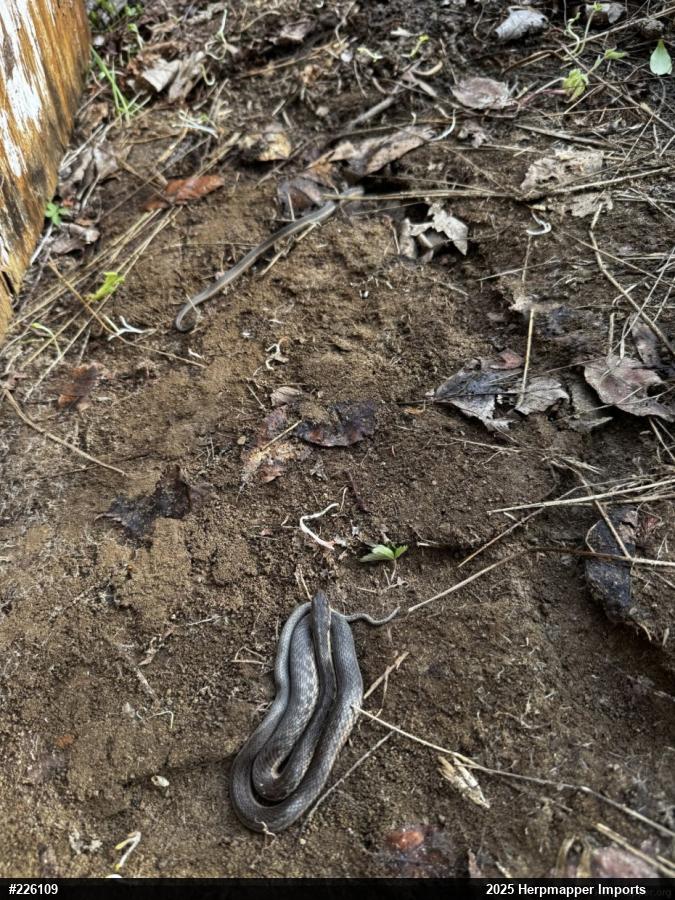 Eastern Gartersnake