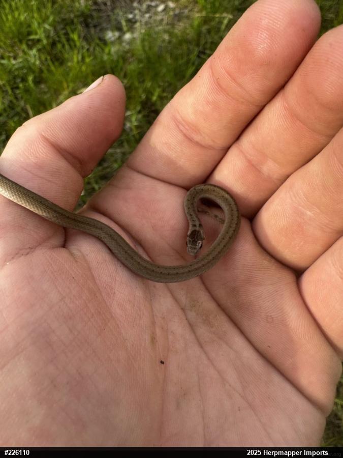 Dekay's Brownsnake