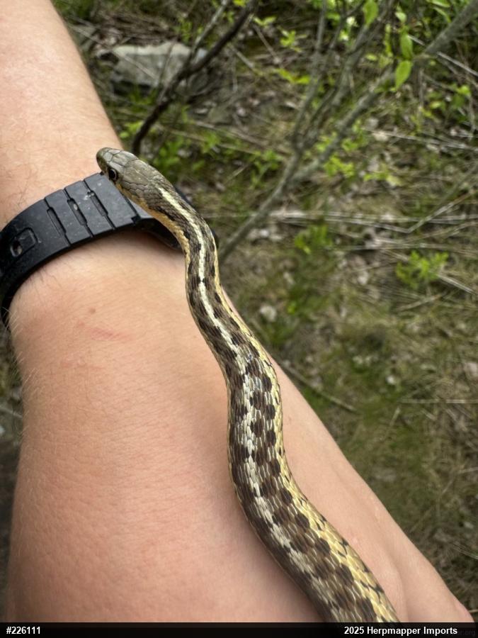 Eastern Gartersnake