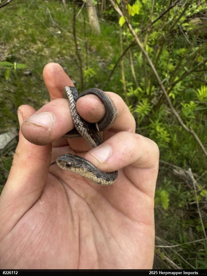 Eastern Gartersnake