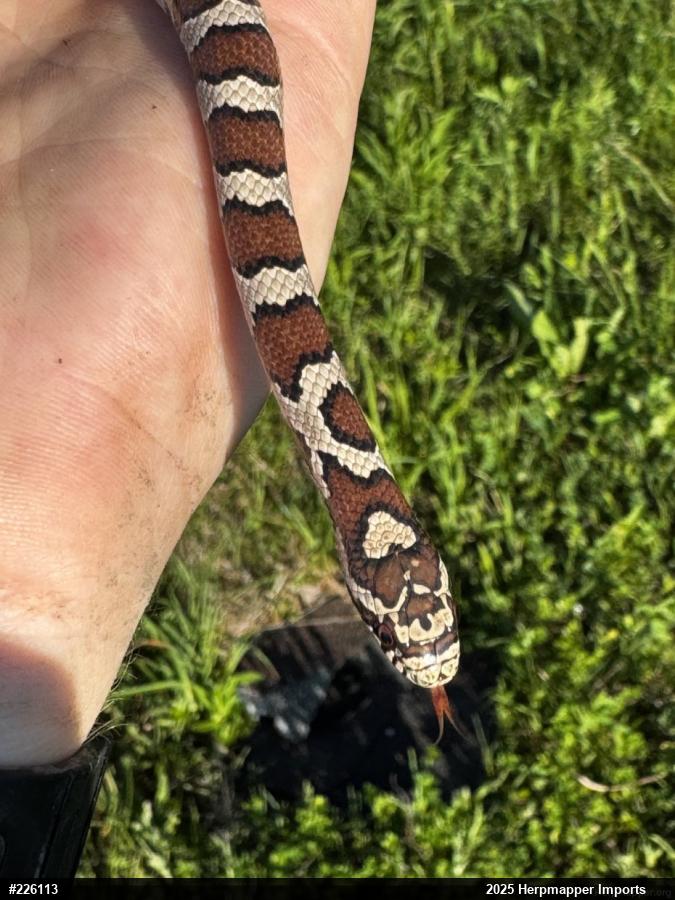 Eastern Milksnake