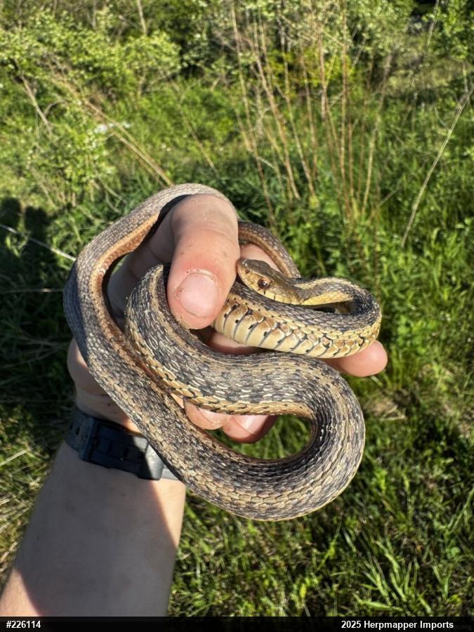 Eastern Gartersnake
