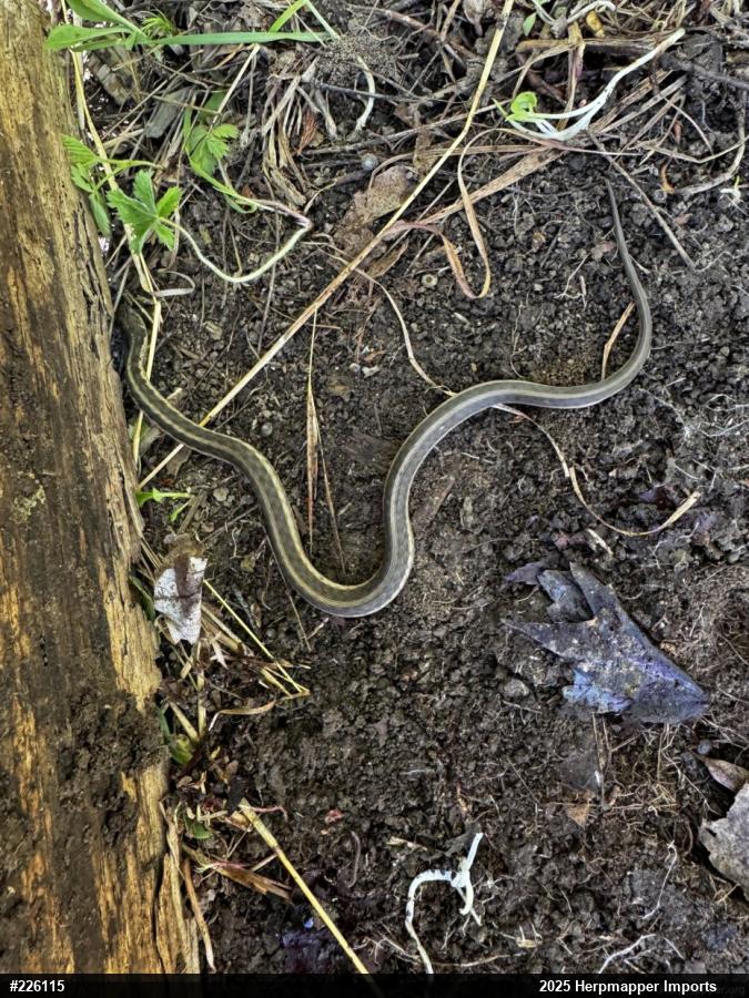 Eastern Gartersnake