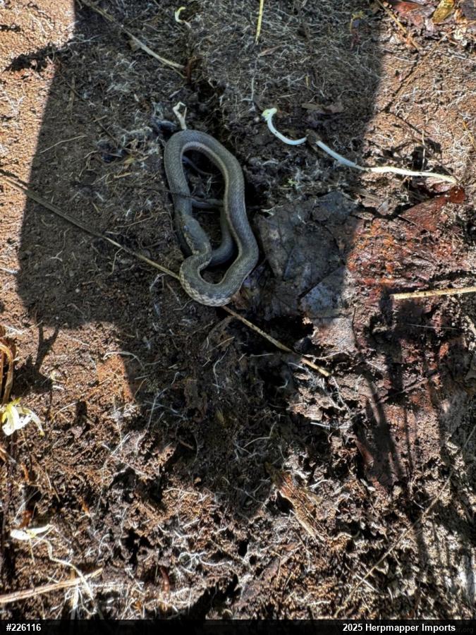 Eastern Gartersnake