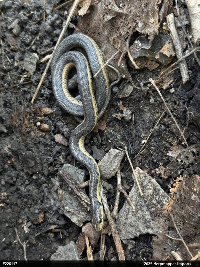 Eastern Gartersnake