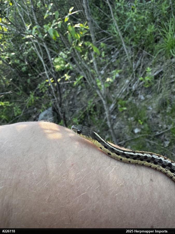 Eastern Gartersnake