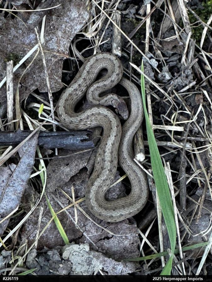 Dekay's Brownsnake