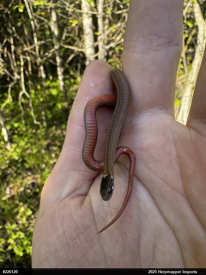 Red-bellied Snake
