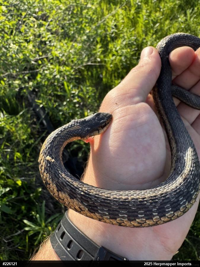 Eastern Gartersnake
