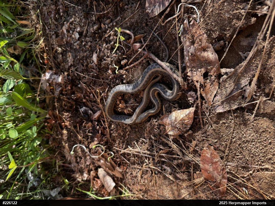 Eastern Gartersnake