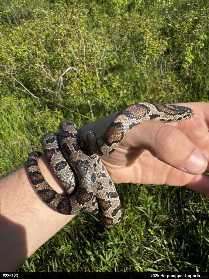 Eastern Milksnake