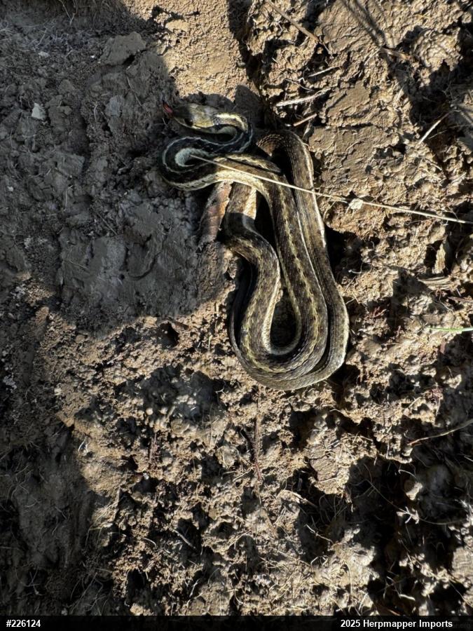 Eastern Gartersnake