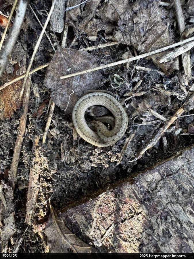 Dekay's Brownsnake