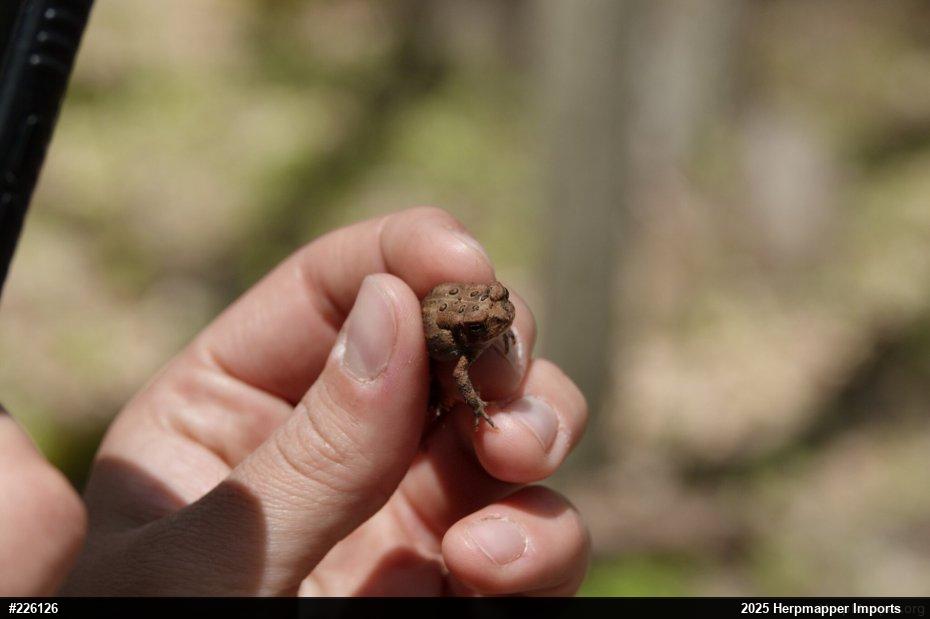 Eastern American Toad