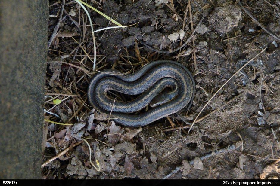 Eastern Gartersnake