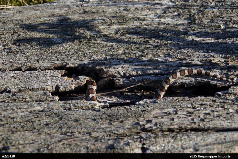 Eastern Milksnake