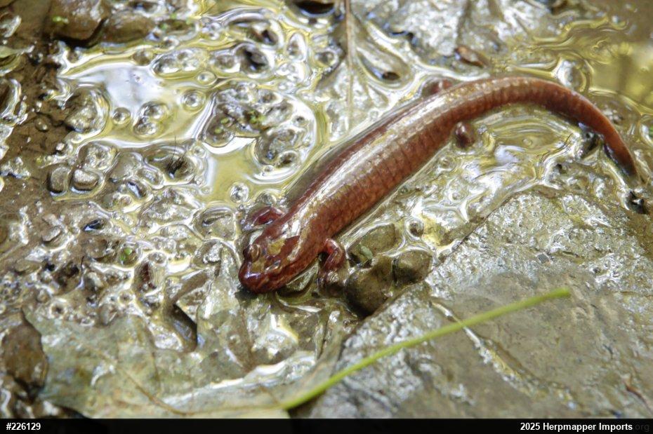 Northern Spring Salamander
