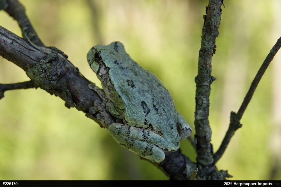 Unknown Gray Treefrog