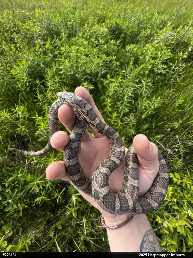 Eastern Milksnake