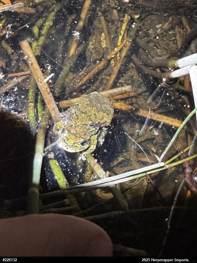 Unknown Gray Treefrog
