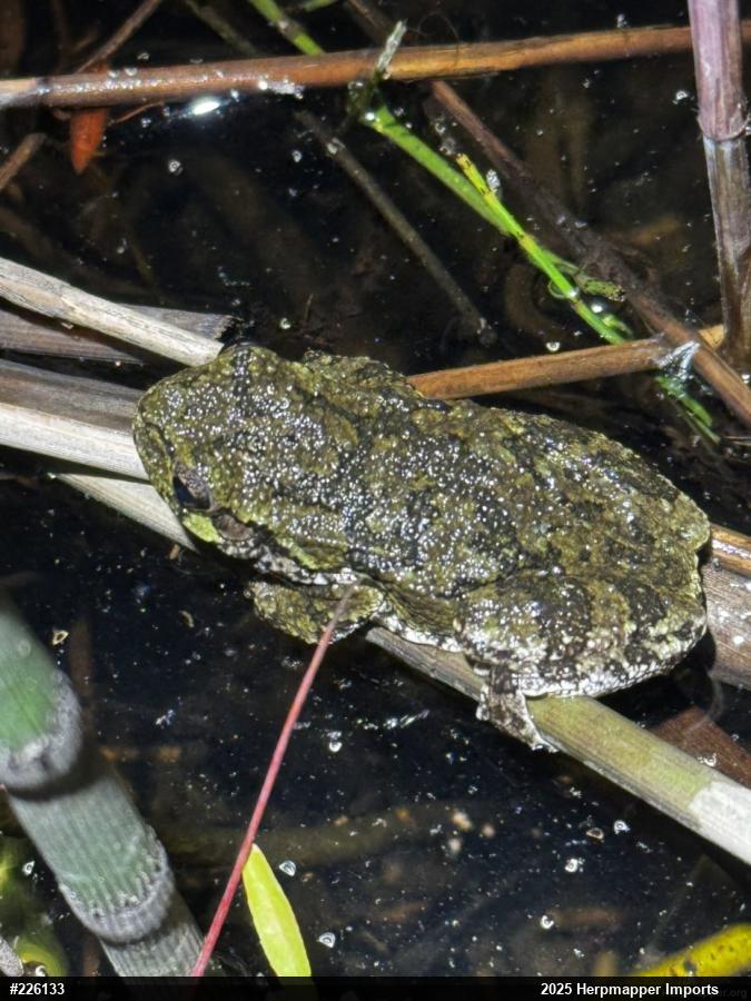 Unknown Gray Treefrog