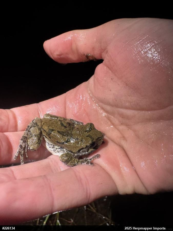Unknown Gray Treefrog
