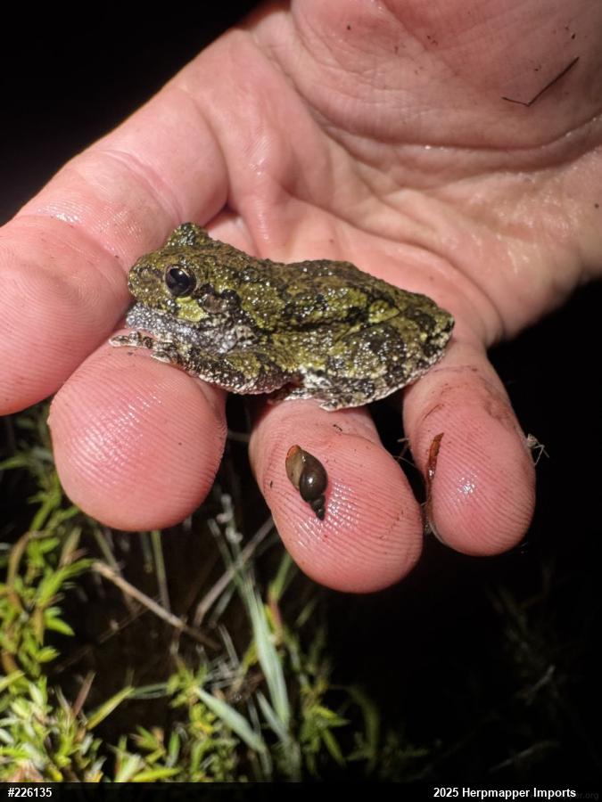 Unknown Gray Treefrog