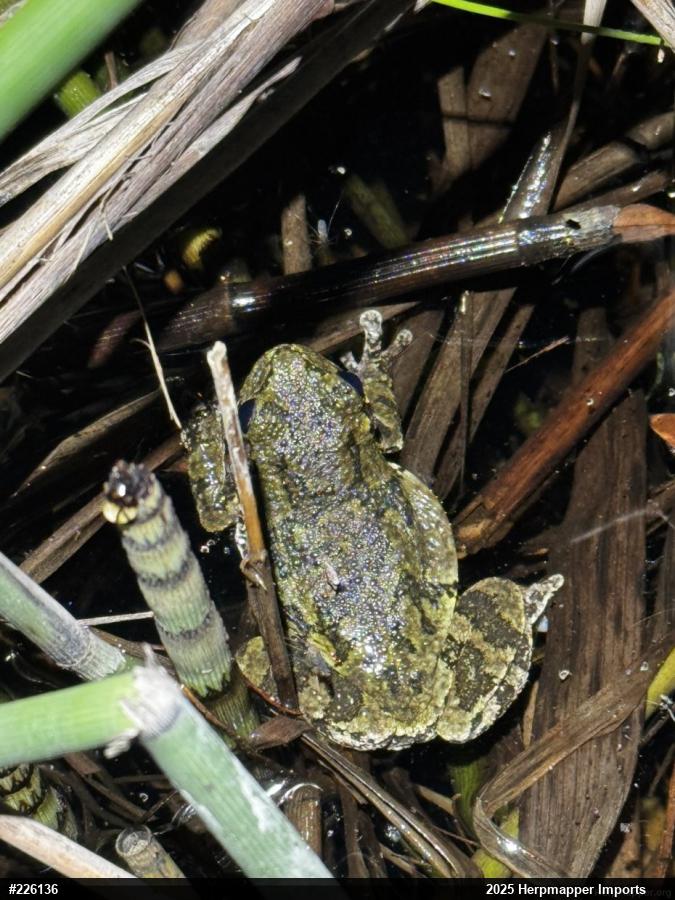 Unknown Gray Treefrog