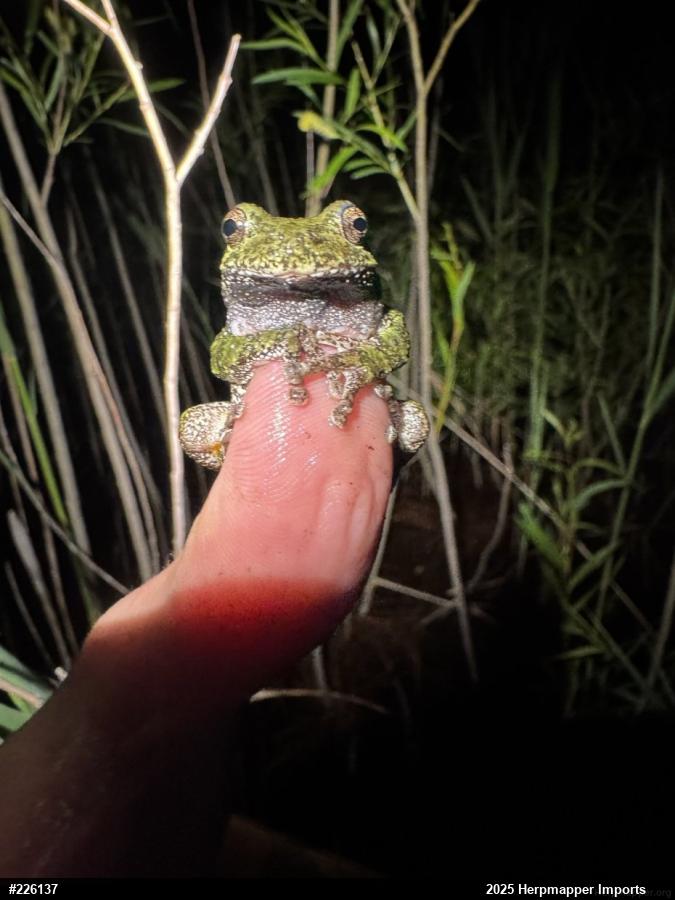 Unknown Gray Treefrog