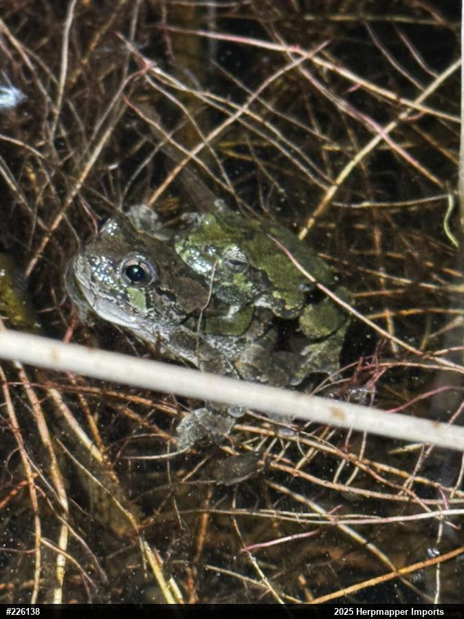 Unknown Gray Treefrog